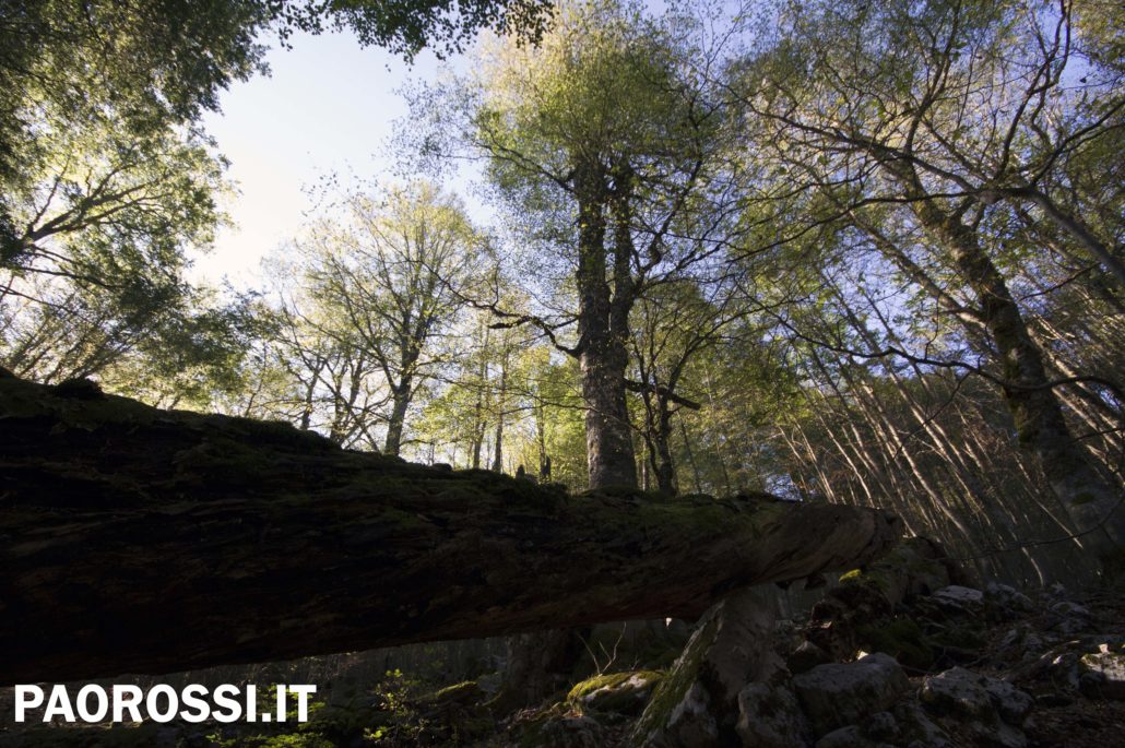 sitoFaggeta vetusta di Paolo Rossi