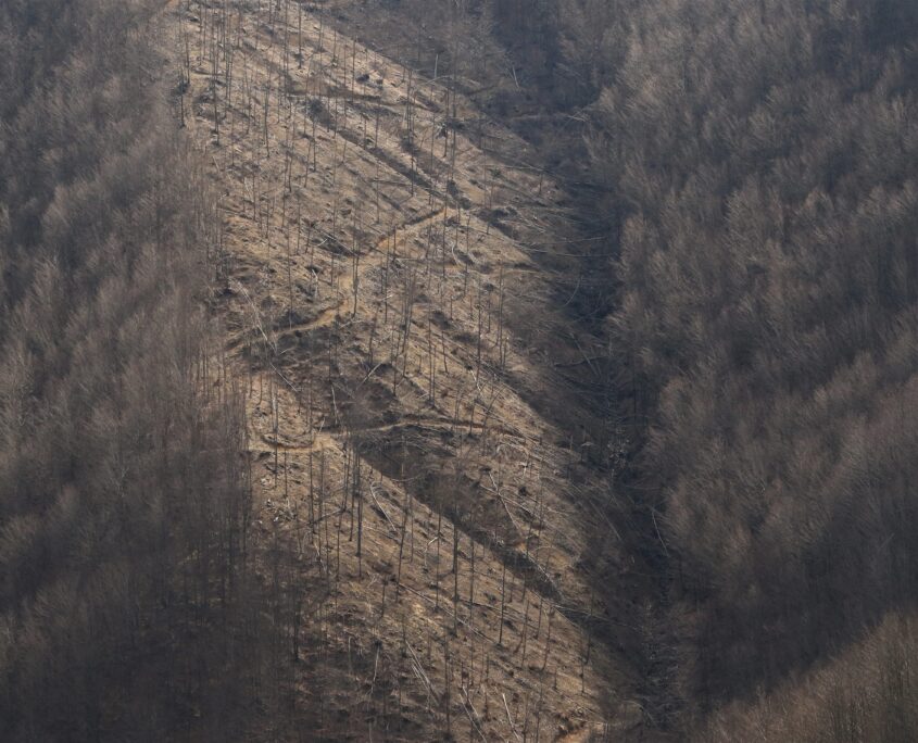 Per tagliare comodamente la foresta vetusta si aprono strade sterrate ovunque coi rischi idreologici del caso e altre conseguenze indirette ma dannose (es. moto da cross che le percorrono illegalmente)