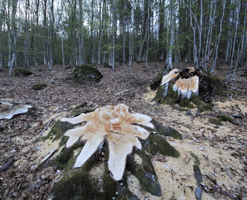 Sono i faggi più maestosi ad essere tagliati (Val D'Aveto 208)