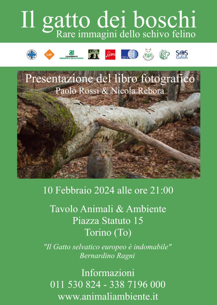 Torino 10 febbraio Gatto dei boschi con Paolo e Nicola