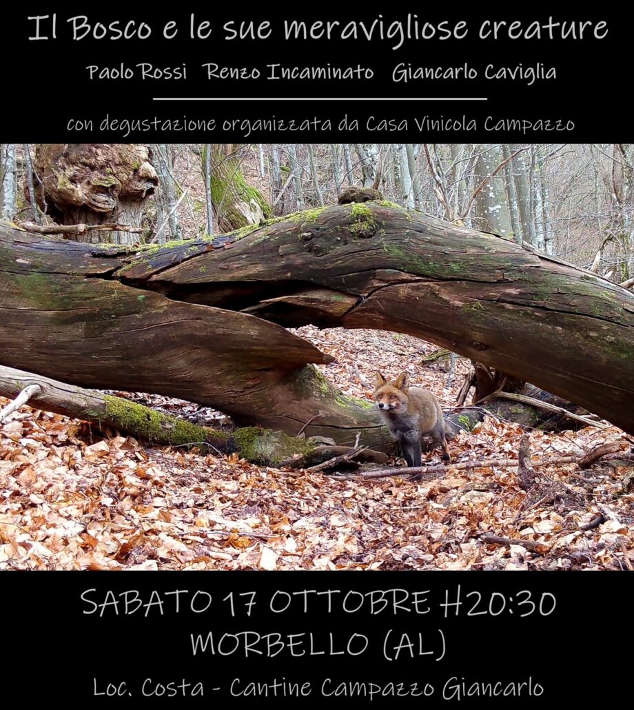 morbello 17 ottobre def